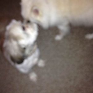 Meet your Posher, Susan